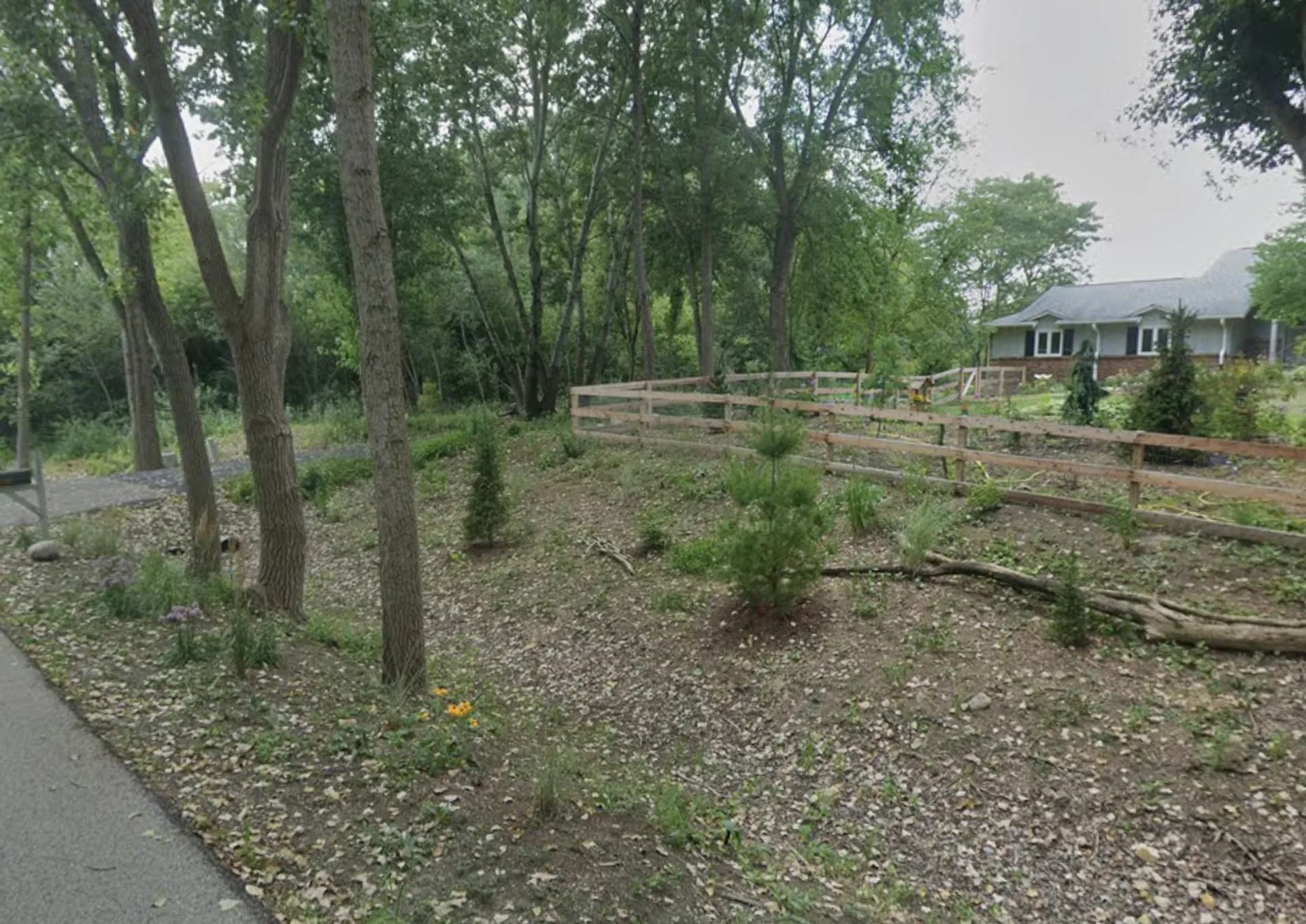 After buckthorn removal