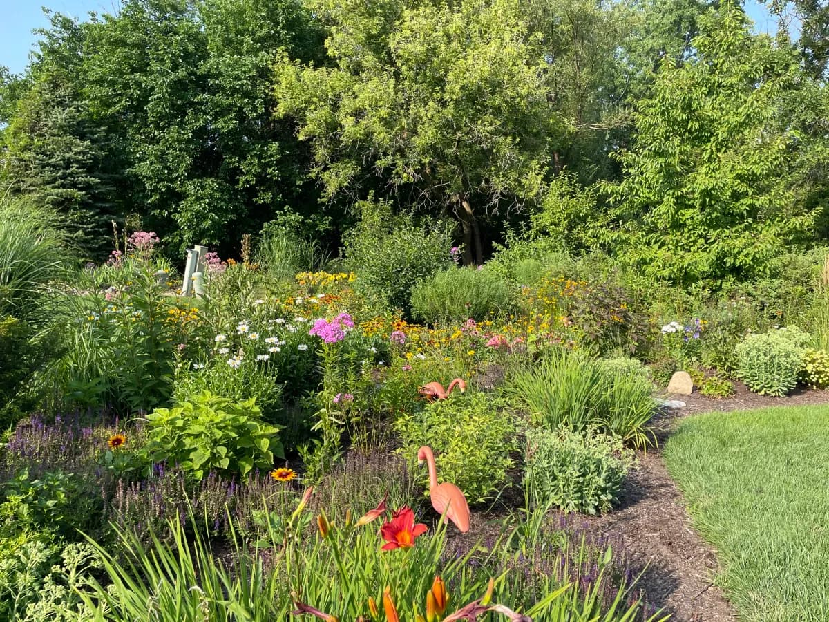 The DeSio family home garden after buckthorn was cleared