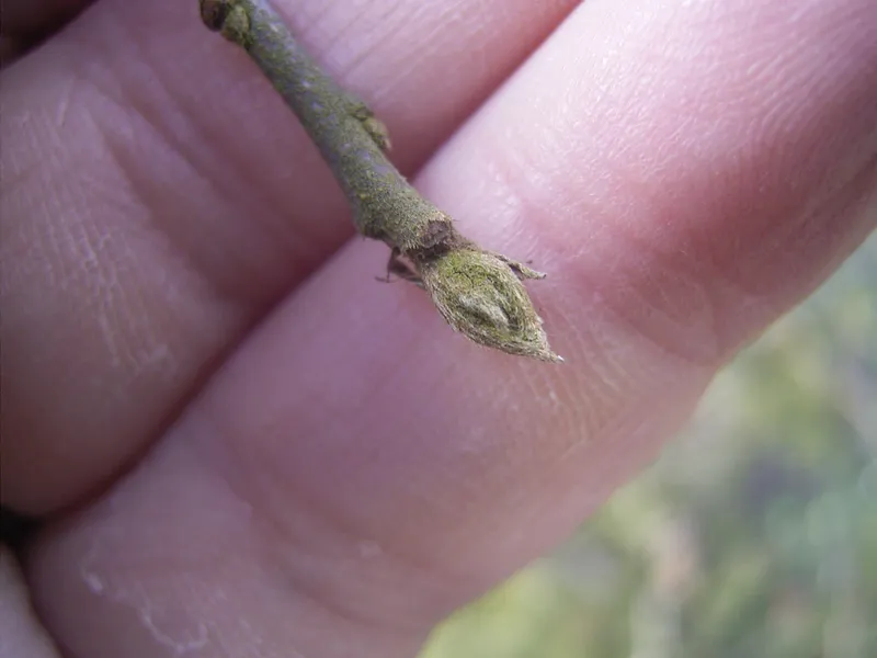 Glossy buckthorn (Frangula alnus) showing the characteristic white lenticels on bark (Wikimedia Commons)